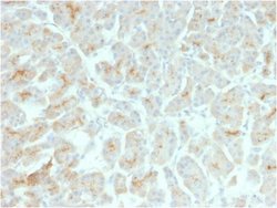 CFTR Antibody (rCFTR/1342) - Azide and BSA Free, Novus Biologicals 100 &mu;g | Buy Online | Novus Biologicals | Fisher Scientific